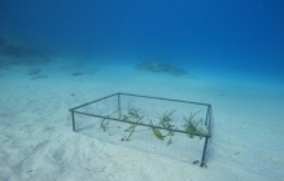 İskenderun Teknik Üniversitesi Kaş-Kekova'da deniz çayırı ekimi gerçekleştirdi