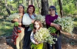 Kumluca'nın Gelidonya bölgesini nergis kokusu sardı