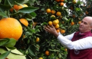 Mersin'de araştırma enstitüsünde yetiştirilen portakallar hasat edildi