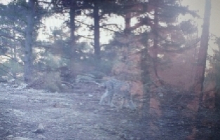 Mersin'de fotokapanla vaşak görüntülendi