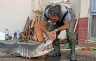 Mersin'de kısa yüzgeçli köpek balığı kıyıya vurdu