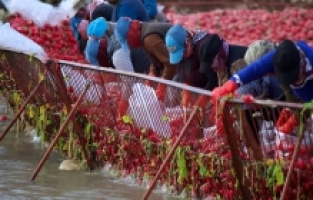 Tescilli Kadirli turpunun rekoltesinde düşüş beklenmiyor