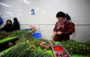 Türkiye'den 73 ülkeye 140 milyon dolarlık çiçek ihracatı