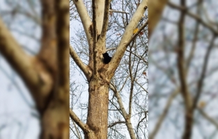 Adana'da ağaçta mahsur kalan kedi kurtarıldı