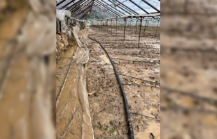 Alanya'da sağanak seralardaki ürünlere zarar verdi