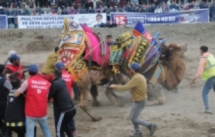 Antalya'da develer güreştirildi