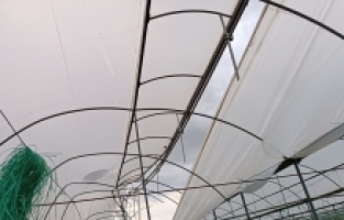 Antalya'da hortum seralara zarar verdi