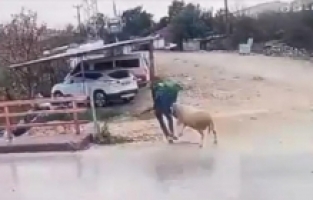 Antalya'da koçun yayayı boynuz darbesiyle düşürmesi güvenlik kamerasında