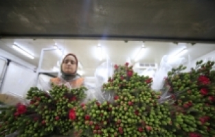 Çiçek sektörünün 2024 hedefi 180 milyon dolar ihracat