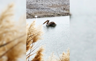 Kemer'de ak pelikan görüldü