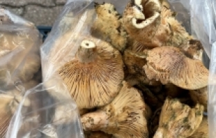 Kumluca'da yetişen kanlıca mantarı, vatandaşın geçim kaynağı oldu