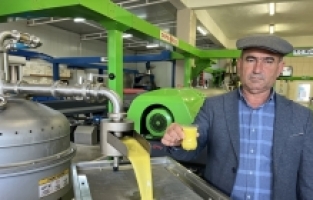 Kumluca'da ziraat odasının fabrikasında 320 ton zeytinyağı elde edildi