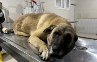 Mersin'de kamyonetin çarptığı engelli köpek tedaviye alındı