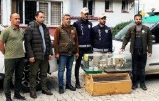 Osmaniye'de istilacı kuş satışı yapan iş yerinin sahibine para cezası