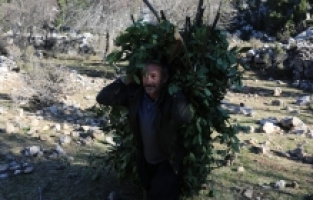 Osmaniye'de orman köylüleri, ekmek parasını defne ağaçlarından çıkarıyor