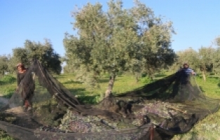 Tescilli Altınözü zeytinyağından 15 bin ton üretim bekleniyor