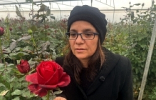 Ziraat mühendisi kadın devlet desteğiyle gül üreticisi oldu