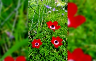 Antalya'da baharın müjdecisi anemonlar çiçek açtı