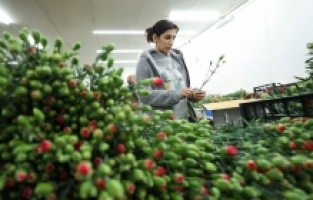 Dünyadaki sevgililere 70 milyon dal Türk çiçeği