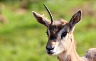 Hatay'da dağ ceylanlarının sayısı özel alanlarındaki çalışmalarla artıyor