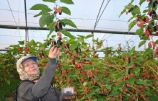 Mersin'de serada yetiştirilen karadutta hasat mesaisi başladı