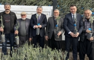 Osmaniye'de üreticilere 36 bin zeytin fidanı dağıtıldı