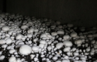 Üniversite mezunu girişimci devlet desteğiyle mantar üretimini artırdı