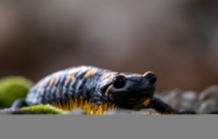 Adana'da nesli tehdit altındaki “lekeli semender“ görüldü