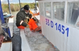 Akdeniz'de avlanan balıkçıların ağları ölü göçmen denizanalarıyla doldu