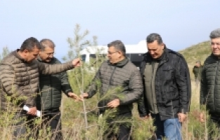 Hatay'da geçen yıl yanan 663 hektar ormana 6 ton kızılçam tohumu ekildi