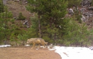 Isparta'da yaban hayvanları fotokapanla görüntülendi