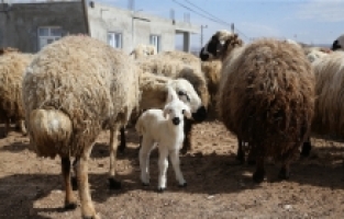 Kahramanmaraşlı depremzede besicilere verilen koyunların ilk kuzuları dünyaya geldi