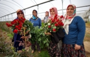 Köylü kadınlar, kurdukları gül serasını 4 yılda 4 kat büyüttü