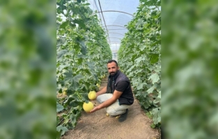 Kumluca'da turfanda kavun hasadı başladı