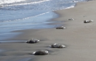 Mersin sahillerinde ölü göçmen denizanası yoğunluğu yaşanıyor