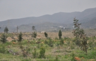 Mersin'de yanan ormanlık alanlara 79 türde fidan dikildi