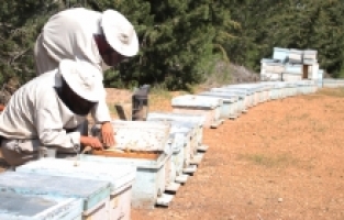 Olumsuz mevsim koşulları ve tarım ilaçları bal üretimini azaltıyor