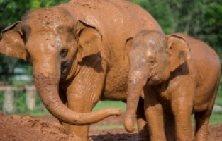 Tayland'da kurulan doğal park kötü muamele gören fillere barınak oldu