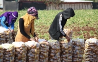 Adana'da erkenci patates hasadı başladı