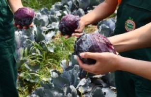 Adana'da meslek liseliler bakla ve mor lahana hasat etti