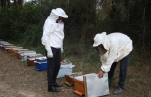 Adana'da narenciye balının hasadı başladı