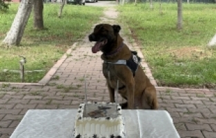 Adana'da narkotik dedektör köpeği “Hulk“un doğum günü kutlandı