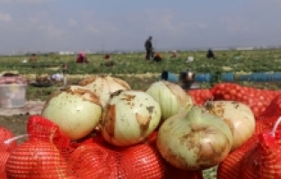 Adana'da turfanda soğan hasadı başladı