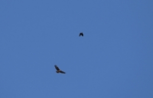 Ağrı Dağı'ndaki sulak alan Afrika'dan gelip mola veren kuşlarla hareketlendi