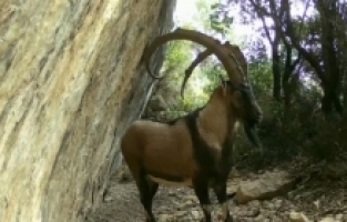 Akdeniz ve Ege'deki yaban hayatı fotokapanlarla görüntülendi