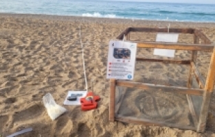 Antalya'da caretta carettalar yumurta bırakmaya başladı