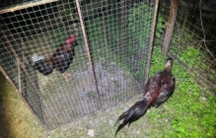 Antalya'da horoz dövüşü yaptırıldığı iddiasıyla 16 şüpheli yakalandı