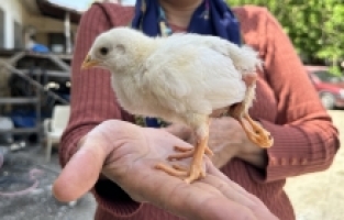 Hatay'da yumurtadan 4 ayaklı civciv çıktı