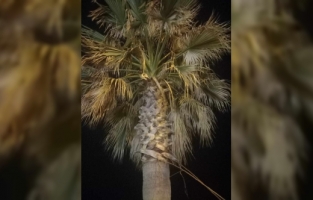 Hatay'da ağaçta mahsur kalan kedi kurtarıldı