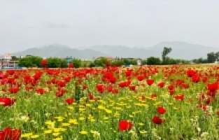 Hatay'da gelinciklerin açtığı tarlalar fotoğraf meraklılarını ağırladı